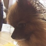 우리집 강아지 <b>코코</b> 