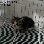그리고 남겨진 불쌍한 아이들ㅠㅠ <b>철장</b>에서 나갈수 있는 방법은 임보...