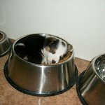 아무 데서나 <b>꿀잠</b>자는 강아지