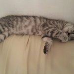 [별이] 스코티쉬 별이 두번째