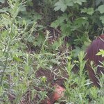 충격적인 강아지 생매장 사건