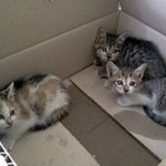 어린이대공원역 박스에 버려져 있었던 아깽이들이 구조되었어요