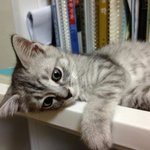 [고양이] 냥이 전문가님들~ 사진보시고 종 <b>판독</b>좀 부탁드려요~