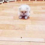 [크림일기] 8편 : 귀여운 아기 포메라니안 크림이