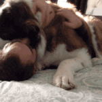 <b>소형</b>견이 되고픈 대형견 애교