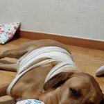 [강아지사랑] 멍청이 리트리버