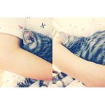 [고양이] <b>내사</b>랑 라운왕자 (냥이) 
