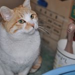 (입양완료)성형한줄 알았쥬? <b>미묘</b>로 거듭난 제시카의 가족이 되어주세요~