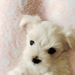 [꿍이네집] 우리집 막둥이 꿍이를 소개합니다 ! [본명 : 소쩍꿍]