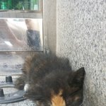[고양이] 애기데꾸 살 사람 <b>구함</b>~~~~^^;;