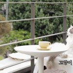 [고양이] <b>동물성</b>애자 모여! 고양이, 강아지, 원숭이, 얼룩말,...