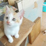 [고양이] 약 두달된 치즈태비 남매 입양보내요(경기도 광주)