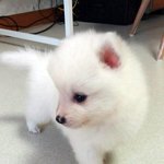 [드루와] 모란시장에서 데려온 강아지들 (자취인생의 동반자)