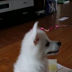 [방탈죄송요] 내게 속이고 강아지 팔아넘긴 남편.이혼하잡니다