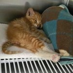 [함안길천사] 극심한 영양불균형으로 구조된 <b>전사</b>가 이렇게 예뻐졌습니다.