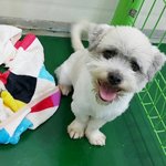 [함안길천사] 항상 해맑게 웃고있는 녀석입니다.