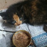 [고양이] 애기데꾸 살분~^^