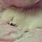 [강아지사랑] [포메]인형같은 <b>복돌</b> 소개해요