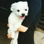 [강아지사랑] 11살 윈디