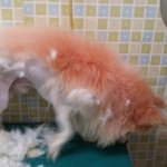 [강아지사랑] 추가) 붉은색 염색후 버려진 헤롱이와 메롱이. ....