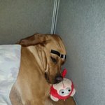 [강아지사랑] <b>누렁</b>색 리트리버(((((