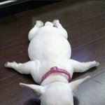 특이하게 자고있는 <b>동물</b> 모음