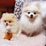 [크림일기] 9편 : 포메라니안 크림이와 망또를 소개해요