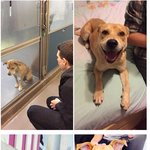 유기견 입양 전후