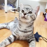유기묘&amp;길냥이 봐주세요