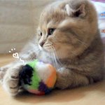 [<b>수리</b>노을] 장난감 집착냥