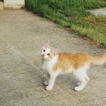 [입양/경기광주] 이렇게 예쁜데 명칭도 치즈라니..<b>십덕</b>터지는 망충이들...