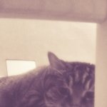 [고양이] 혼자 우울해하는 <b>호두</b>씌,, ..