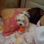 낮잠 자느라 <b>밤잠</b> 안자는 만두ㅠㅠ