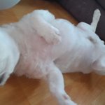 [강아지사랑] 우리집 사남매를 소개합니다!!