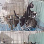 (아산보호소)저도 살고 싶어요..제 손을 잡아주세요..저도 나가고...
