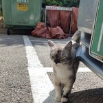 [고양이] 길고양이때문에 피해본 건 없지만 신고한답니다.