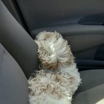 [시숑노아] 시숑을 소개합니다2