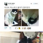 저가형 고양이집