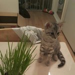 [별이] 스코티쉬별이 세번째