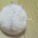 [햄스터] <b>솜사탕</b>같은 햄스터 너무귀여워 ㅋㅋㅋㅋㅋㅋㅋㅋㅋㅋ