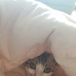 [쵸코사랑해] 고양이를 잃었습니다.