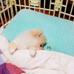 [크림일기] 10편 : 엄마 껌딱지 아기천사 크림이