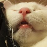 [고양이] [<b>롯</b>츠] 장난꾸러기 하얀 고양이 일상 6