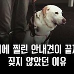 <b>흉기</b>에찔린 안내견이 짖지않은 이유