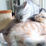 [수리노을] 파리를 처음 본 냥이