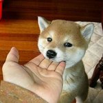 [<b>뉴트</b>] 멍멍이