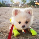 [크림일기] 11편 : 신발이 마음에 안 들어요 벗겨줘!!!