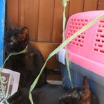 [안산] 교통사고로 <b>어미</b>를 잃은 새끼냥이들..