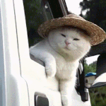 [<b>캐치</b>룩] 아른아른한 고양이 눈빛