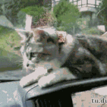 [<b>캐치</b>룩] 와이퍼에 환장하는 냥이
